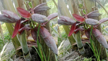 ১৬ ইঞ্চি কলাগাছে সাত মোচা
