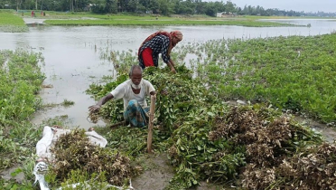 বাড়ছে তিস্তার পানি, ডুবছে ফসলের ক্ষেত