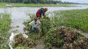 বাড়ছে তিস্তার পানি, ডুবছে ফসলের ক্ষেত