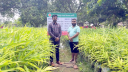 আদা চাষে সফলতার দ্বারপ্রান্তে সোহাগ