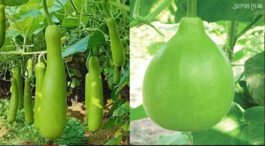 ‘লাউ আপনার না খাওয়াই ভালো’