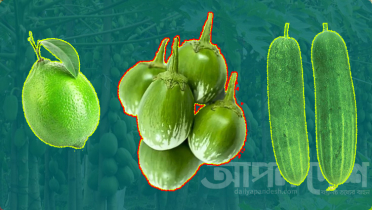 কমলেও নাগালে আসেনি লেবু-শসা-বেগুনের দাম