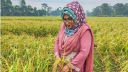 সুগন্ধিযুক্ত-জিংকসমৃদ্ধ নতুন ধানের জাত উদ্ভাবন