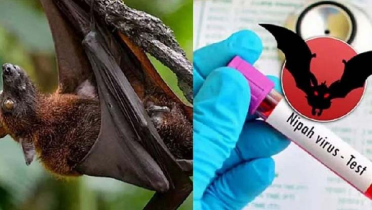 বাংলাদেশে নিপাহ ভাইরাসে নারীর মৃত্যু, বিশ্ব স্বাস্থ্য সংস্থার সতর্কবার্তা