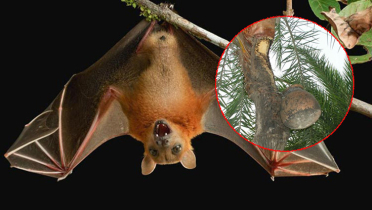 নিপাহ ভাইরাসে মৃত্যুঝুঁকি: কাঁচা রসে সতর্কতা জরুরি