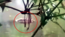 পারিবারিক পুকুরে কুমির, এলাকায় তোলপাড়