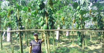 পেঁপে চাষে ঝুঁকছে কালিগঞ্জের কৃষকরা