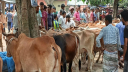 রাজশাহীতে জমে উঠেছে পশুর হাট