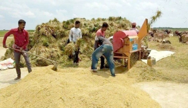 চলতি বোরো মৌসুমে সর্বোচ্চ ধান-চাল সংগ্রহ করেছে খাদ্য অধিদফতর