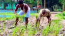 বেহাল সড়কে ধানের চারা লাগিয়ে অভিনব প্রতিবাদ