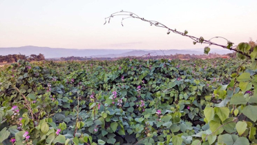 শীম চাষে কৃষকের মুখে সোনালী হাসি