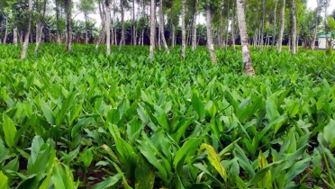 হলুদে সুদিনের স্বপ্ন দেখছে টাঙ্গাইলের কৃষকরা 