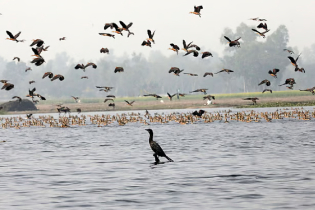 বিলের মাঝে বসে আছে এক পানকৌড়ি