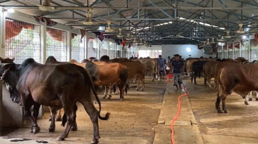 ক্রেতা কম, গরু বিক্রি নিয়ে শঙ্কায় খামারিরা