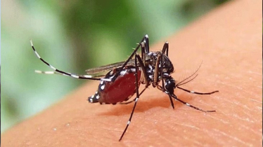 ডেঙ্গুতে নতুন আক্রান্ত দেড় শতাধিক