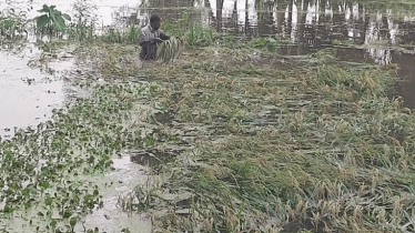 বৃষ্টি পানিতে জমিতেই ভাসছে কৃষকের স্বপ্নের ফসল