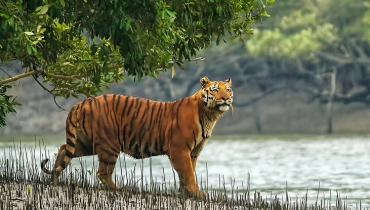 এবারও পালিত হচ্ছে ‘সুন্দরবন দিবস’