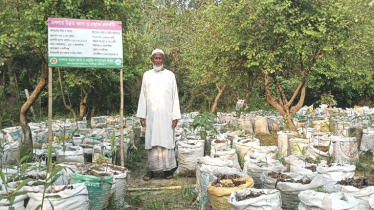 কালীগঞ্জে জনপ্রিয় হচ্ছে বস্তায় আদা চাষ