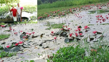 প্রকৃতিতে মুগ্ধতা ছড়াচ্ছে কালীগঞ্জের লাল শাপলার বিল