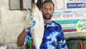 এক ইলিশের দাম সাড়ে ৬ হাজার টাকা