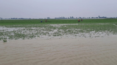 তিস্তার পানিতে ভেসে গেছে কৃষকের স্বপ্ন