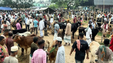 মণপ্রতি ২৮ হাজারে বিক্রি হচ্ছে কোরবানির গরু