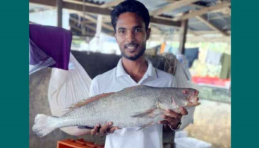 এক পোয়া মাছের দাম ৮০ হাজার টাকা