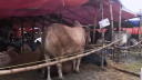 বৃষ্টিতে ক্রেতাশূন্য পশুর হাট, হতাশ ব্যবসায়ীরা