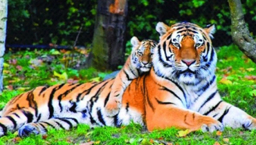বিশ্ব বাঘ দিবস আজ
