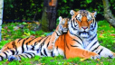 বিশ্ব বাঘ দিবস আজ