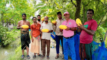 মাছের ঘেরে তরমুজ চাষে লাভবান কৃষক