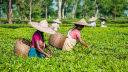 ঐতিহাসিক চা শ্রমিক দিবস আজ
