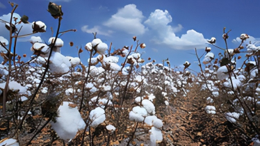 রাজশাহীর আড়ানীতে তুলা চাষে নতুন স্বপ্নে কৃষকরা