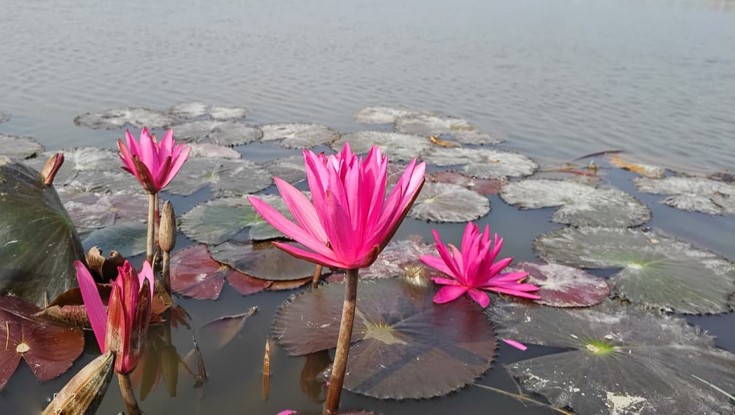 জলের বুকে জেগে উঠা রাঙা শাপলার অপার সৌন্দর্য