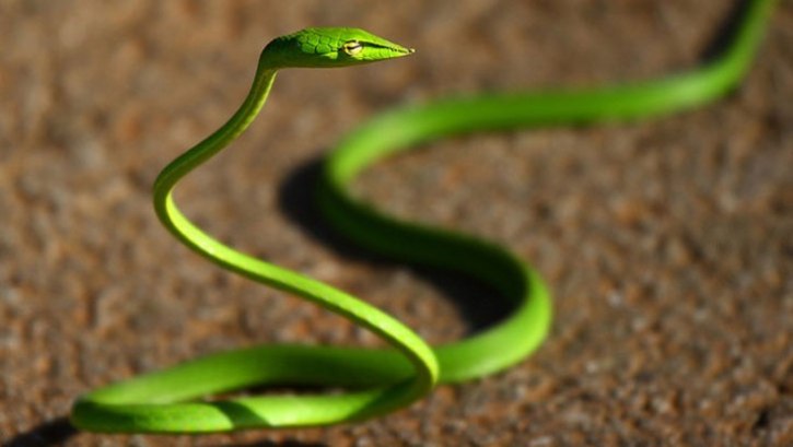 সাপের ছোবলে শিশুর মৃত্যু