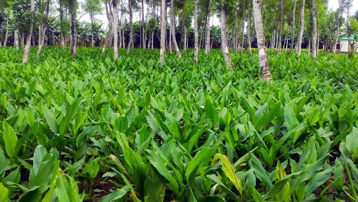 হলুদে সুদিনের স্বপ্ন দেখছে টাঙ্গাইলের কৃষকরা 