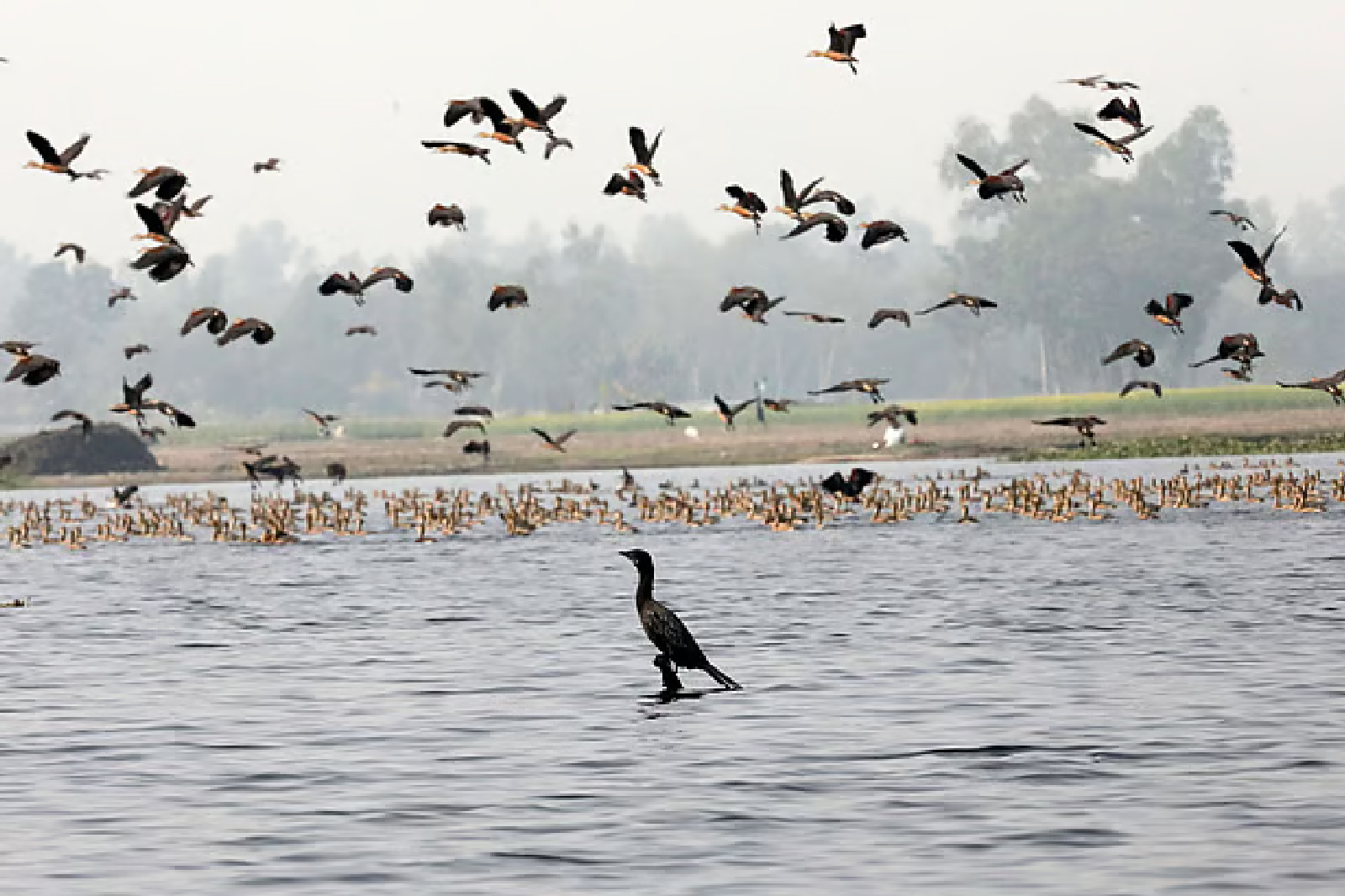 বিলের মাঝে বসে আছে এক পানকৌড়ি