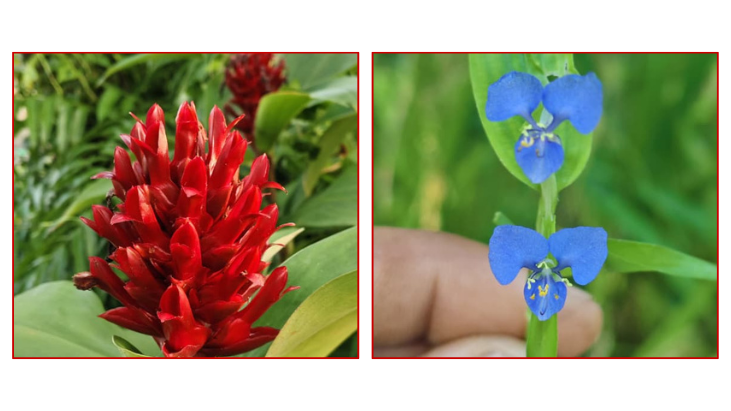 টর্চ জিঞ্জার-কানাইবাঁশি রক্তিম আভা আর নীল কমনীয়তার যুগলবন্দী