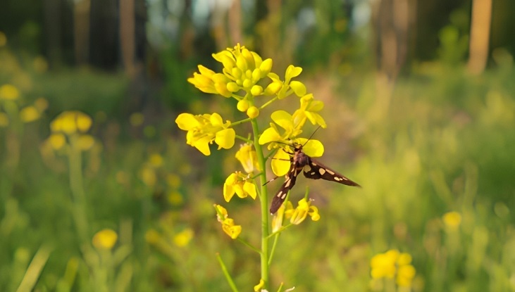 হোয়াইট-স্পটেড সেবল মথ (Amata cyssea) সরিষা ফুলের মধু পান করছে হোয়াইট-স্পটেড সেবল মথ (Amata cyssea) সরিষা ফুলের মধু পান করছে
