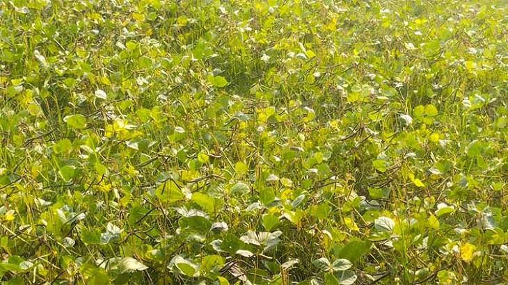 মিরসরাইয়ে বিস্তীর্ণ জমিতে ডাল চাষ মিরসরাইয়ে বিস্তীর্ণ জমিতে ডাল চাষ