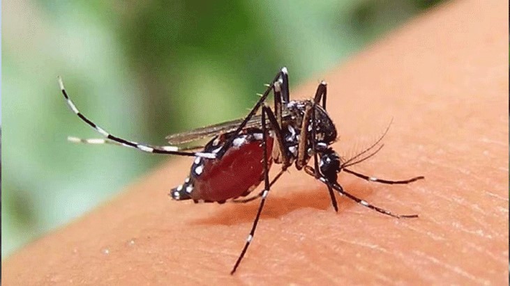 ডেঙ্গুতে নতুন আক্রান্ত দেড় শতাধিক