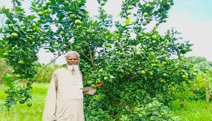মাল্টা চাষে ঝুঁকছেন কালীগঞ্জের চাষিরা মাল্টা চাষে ঝুঁকছেন কালীগঞ্জের চাষিরা