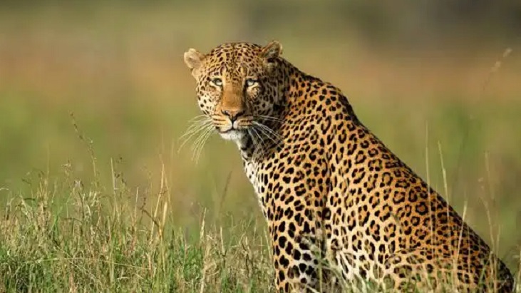 আন্তর্জাতিক চিতাবাঘ দিবস আজ, বিলুপ্তির পথে বিশ্বের দ্রুততম প্রাণী