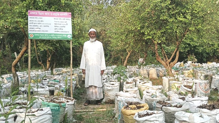 কালীগঞ্জে জনপ্রিয় হচ্ছে বস্তায় আদা চাষ কালীগঞ্জে জনপ্রিয় হচ্ছে বস্তায় আদা চাষ
