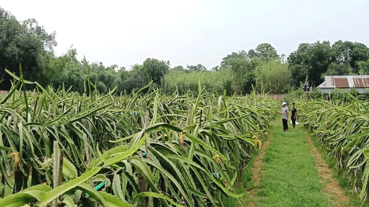 কালীগঞ্জে বাণিজ্যিকভাবে ড্রাগন ফল চাষ কালীগঞ্জে বাণিজ্যিকভাবে ড্রাগন ফল চাষ