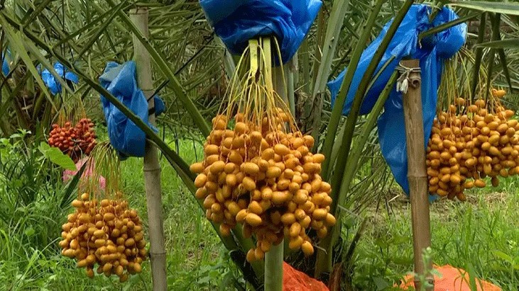 সৌদির খেজুর চাষে মোতালেবের আয় বছরে ৫০ লাখ