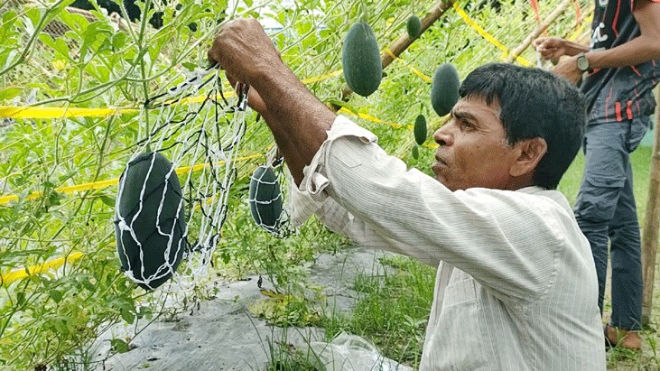মার্সেলো তরমুজ চাষে সফল নওগাঁর কৃষকরা মার্সেলো তরমুজ চাষে সফল নওগাঁর কৃষকরা