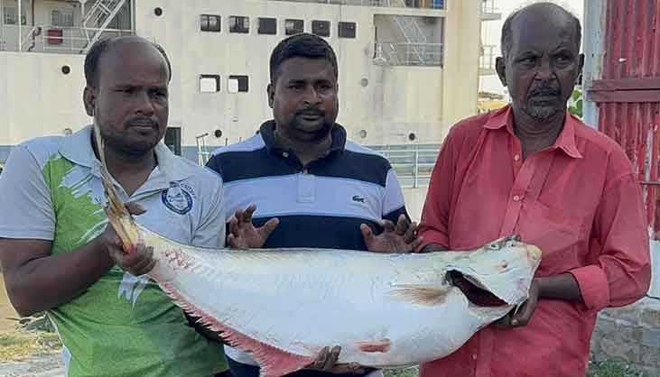 এক ঢাই মাছ ৫৯ হাজার টাকায় বিক্রি এক ঢাই মাছ ৫৯ হাজার টাকায় বিক্রি