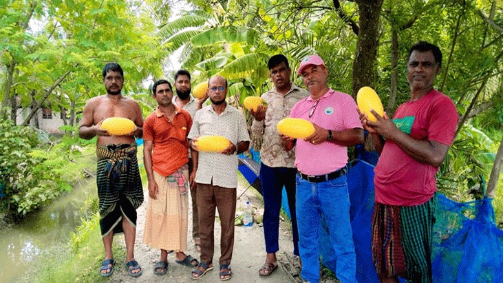 মাছের ঘেরে তরমুজ চাষে লাভবান কৃষক