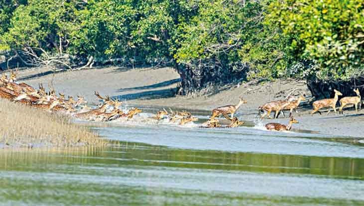 তিন মাস পর সোমবার উন্মুক্ত হচ্ছে সুন্দরবন তিন মাস পর সোমবার উন্মুক্ত হচ্ছে সুন্দরবন